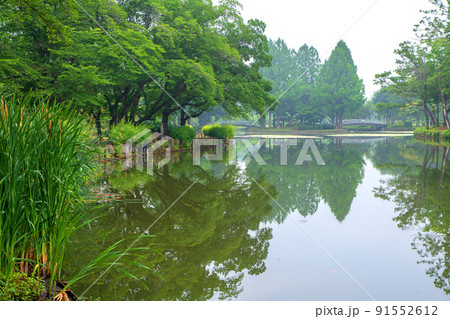 上尾丸山公園 池 水鏡 初夏の風景 上尾丸山公園 池 水鏡 初夏の風景 91552612
