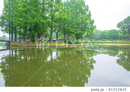 上尾丸山公園 池 水鏡 初夏の風景 上尾丸山公園 池 水鏡 初夏の風景 91552645