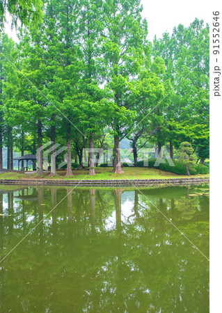 上尾丸山公園 池 水鏡 初夏の風景 上尾丸山公園 池 水鏡 初夏の風景 91552646