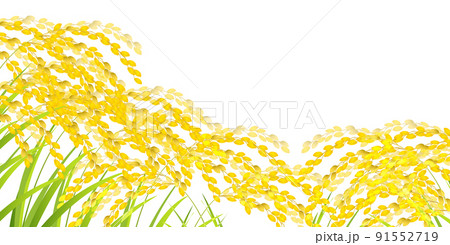 米　稲　秋　背景 91552719