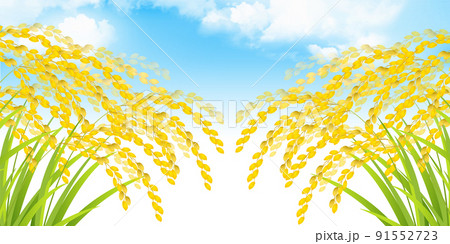 米　稲　秋　背景 91552723