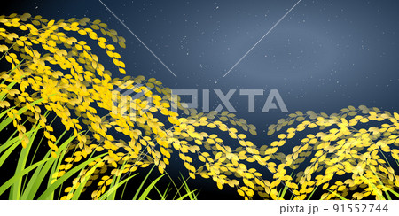 米　稲　秋　背景 91552744