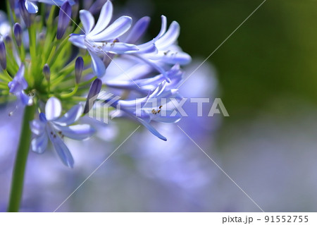 アガパンサス (紫君子蘭) アガパンサス (紫君子蘭) 91552755