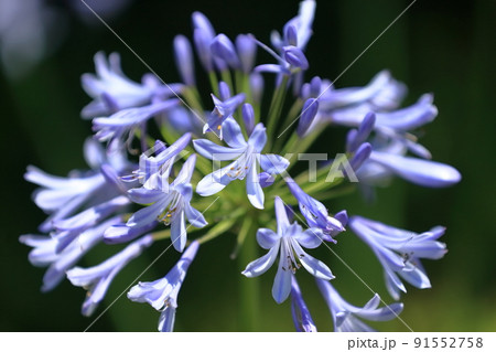 アガパンサス  (紫君子蘭) 91552758