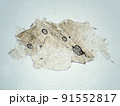 ヒト手指表皮（100倍）の顕微鏡写真 91552817