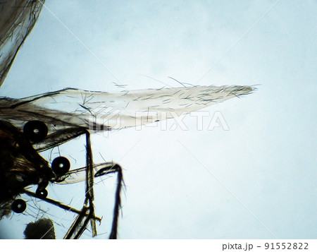 潰れてしまった羽虫（100倍）の顕微鏡写真 91552822