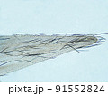 潰れてしまった羽虫の翅（400倍）の顕微鏡写真 91552824