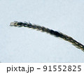 潰れてしまった羽虫の触覚（400倍）の顕微鏡写真 91552825