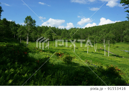 入笠山湿原の白樺林道 91553416
