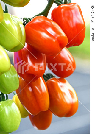 家庭菜園のミニトマト(コンフェット) 家庭菜園のミニトマト(コンフェット) 91553536