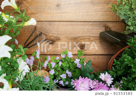 Top view on gardening, landscaping tools and equipment, different flowers and various herbs in pots on brown wood background flat lay. Empty blank copy space for text. Gardener work in garden concept Top view on gardening, landscaping tools and equipment, different flowers and various herbs in pots on brown wood background flat lay. Empty blank copy space for text. Gardener work in garden concept 91553585