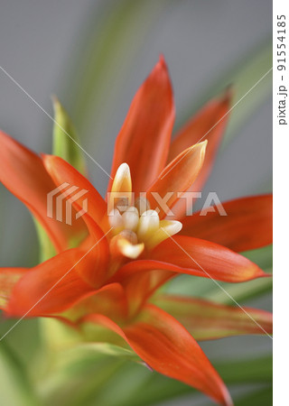 植物 工場 プランツ 91554185