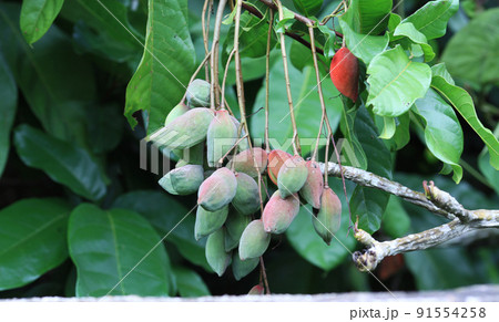 chestnut with tree 91554258