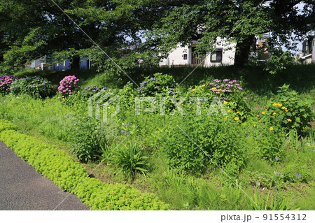 初夏の日本の公園に咲くピンク色や紫色のアジサイの花 初夏の日本の公園に咲くピンク色や紫色のアジサイの花 91554312