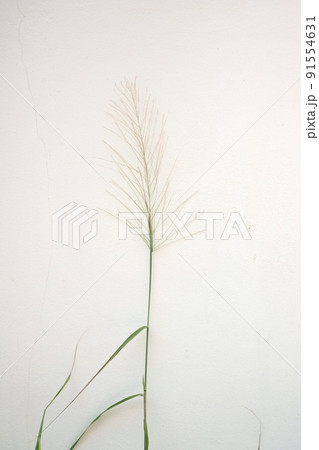 Wild grass bush with flower blossom on  white wall 91554631