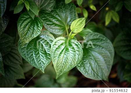 Fresh Betel Leaf (Piper Betle) natural background . 91554632