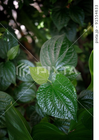Fresh Betel Leaf (Piper Betle) natural background . 91554633