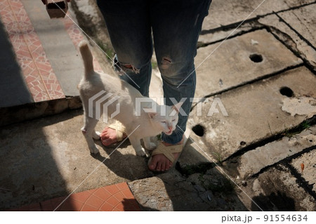 Cat welcome his owner (young woman) at home. 91554634