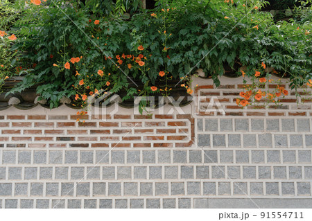 Traditional wall and trumpet creeper flowers at Bukchon Hanok Village in Seoul, Korea 91554711