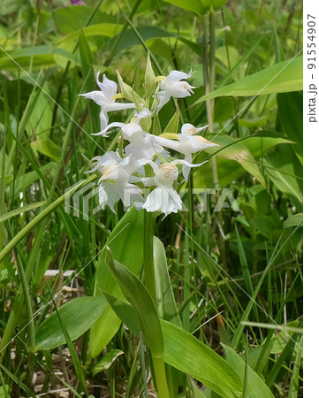 北海道道東落石岬の白花のハクサンチドリ 91554907