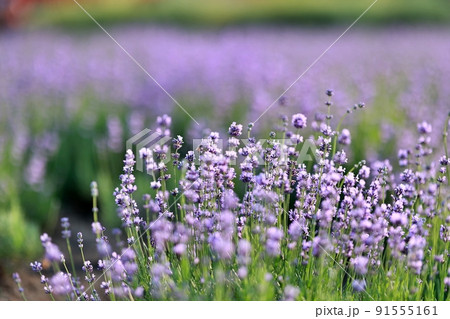 夏 屋外 香り 91555161