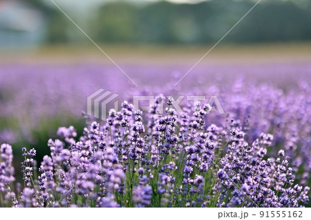 夏 屋外 香り 91555162