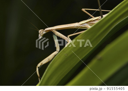 バグ 昆虫 苦悩 91555405