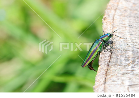 ヤマトタマムシ 91555484