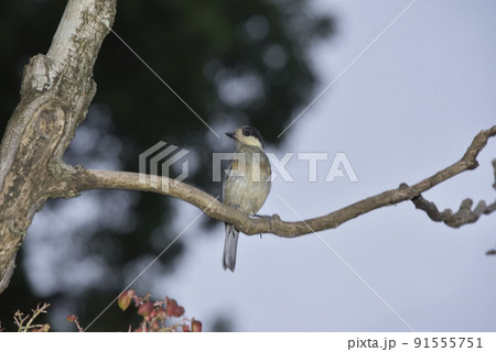 ヤマガラの幼鳥 ヤマガラの幼鳥 91555751