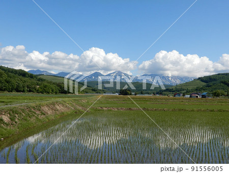北海道美瑛町田んぼに映る大雪山 北海道美瑛町田んぼに映る大雪山 91556005
