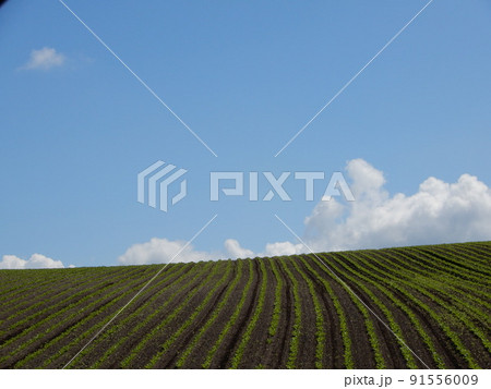 北海道美瑛町のジャガイモ畑 91556009