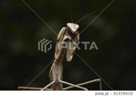 バグ 昆虫 苦悩 91556019