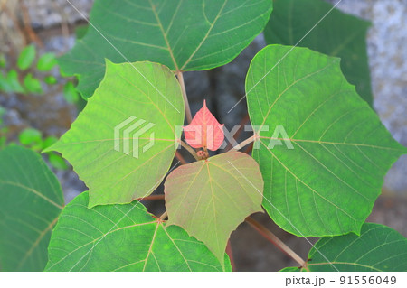 赤芽槲（or 柏）（アカメガシワ）の赤い花若葉 91556049