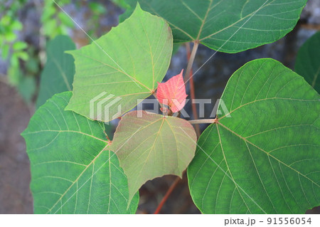 赤芽槲(or 柏)(アカメガシワ)の赤い花若葉 赤芽槲(or 柏)(アカメガシワ)の赤い花若葉 91556054