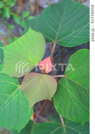 赤芽槲(or 柏)(アカメガシワ)の赤い花若葉 赤芽槲(or 柏)(アカメガシワ)の赤い花若葉 91556056