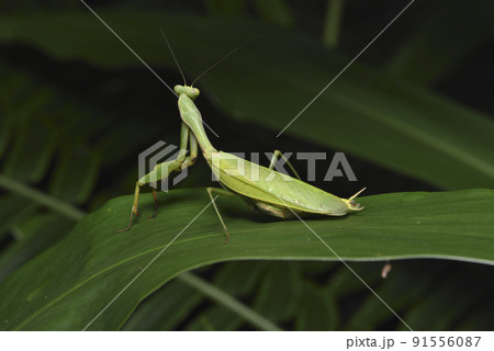 バグ 昆虫 苦悩 91556087