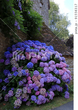 フランス民家の庭に咲く紫陽花の彩りの写真素材 [91556317] - PIXTA