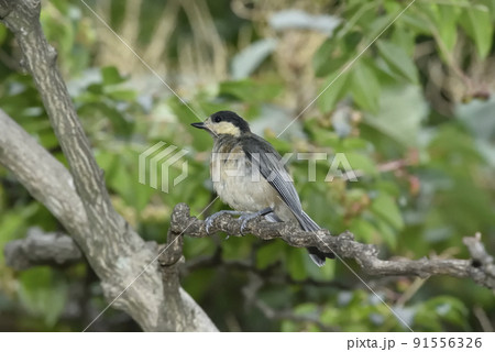 ヤマガラの幼鳥 91556326
