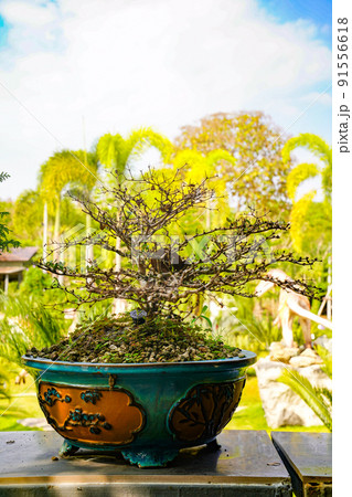 Bonzai tree on the wood table in the garden. Bonzai tree on the wood table in the garden. 91556618