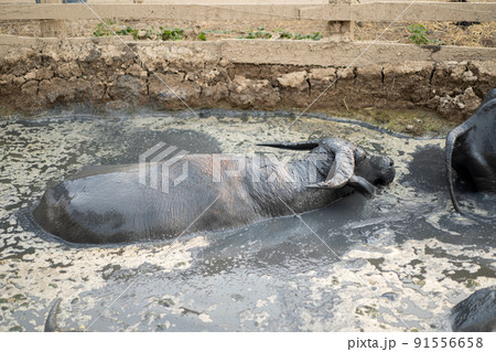 Asia Thailand buffalo are relaxing and swimming in the swamp with muddy all their body in the mid day. Asia Thailand buffalo are relaxing and swimming in the swamp with muddy all their body in the mid day. 91556658