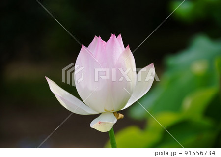 ハス　Lotus 91556734