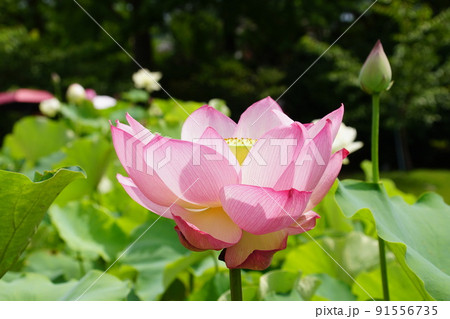 ハス 花ずきん　Lotus 91556735