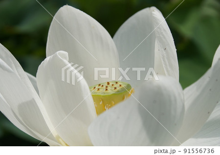 ハス 金頭鳳　Lotus 91556736