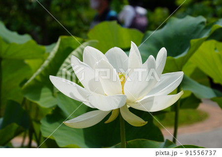ハス 金頭鳳　Lotus 91556737