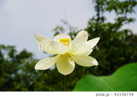 ハス 蓉麗　Lotus 91556739