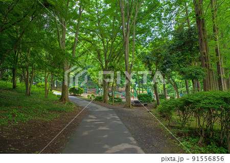 上尾丸山公園　遊歩道　初夏の風景 91556856