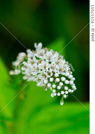 短い虎の尾(とらのお) 91557055