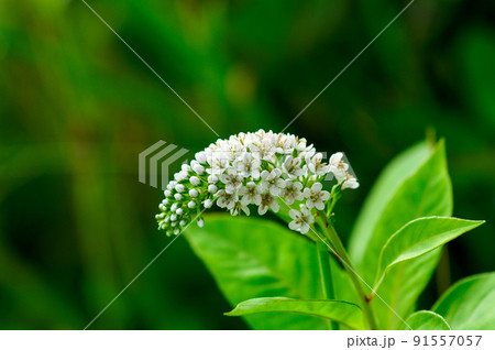 短い虎の尾(とらのお) 91557057