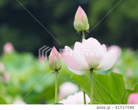 ハスの花 ハスの花 91557086