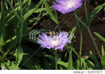 初夏の日本の公園に咲くストケシアの花の蜜を吸うクマバチ 初夏の日本の公園に咲くストケシアの花の蜜を吸うクマバチ 91557277